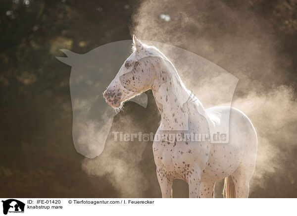 knabstrup mare / IFE-01420