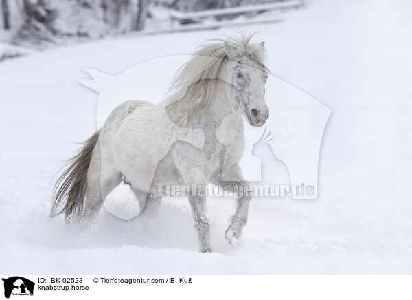 knabstrup horse / BK-02523