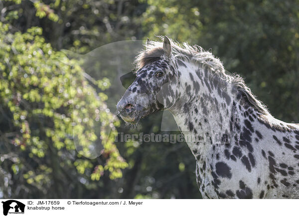Knabstrupper / knabstrup horse / JM-17659