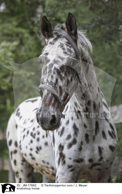 Knabstrupper / knabstrup horse / JM-17662
