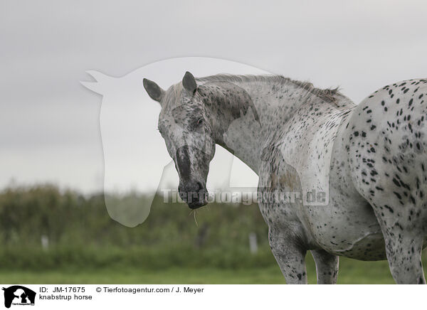 knabstrup horse / JM-17675