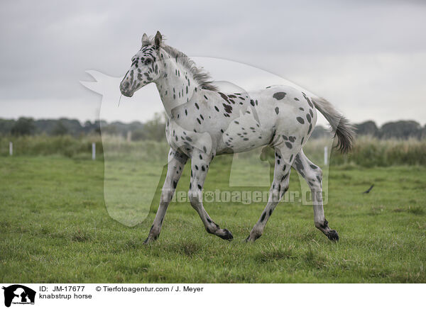knabstrup horse / JM-17677