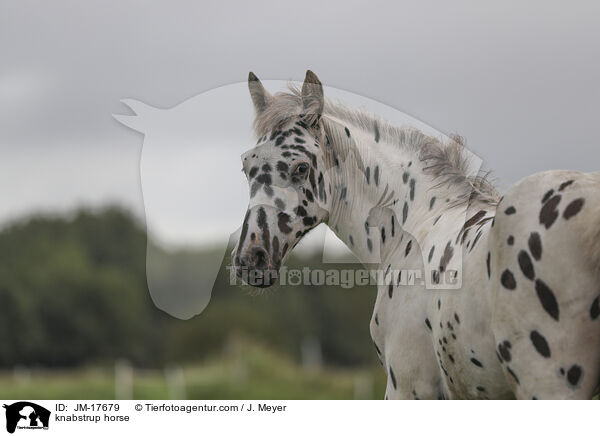 knabstrup horse / JM-17679