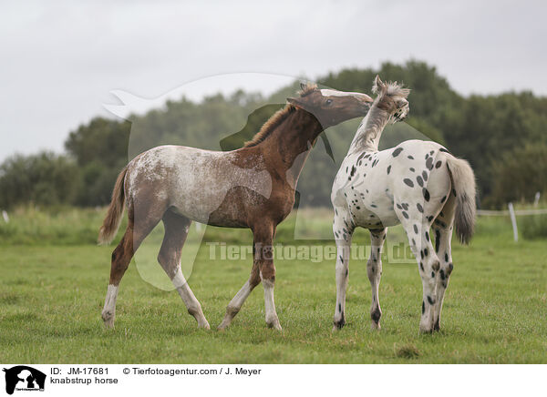 knabstrup horse / JM-17681