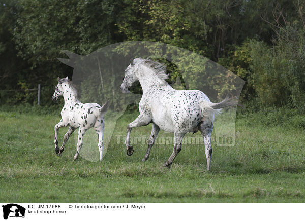 knabstrup horse / JM-17688