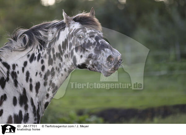 knabstrup horse / JM-17701