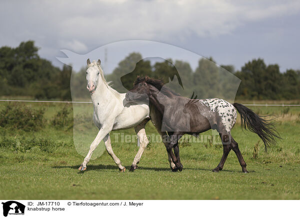 knabstrup horse / JM-17710