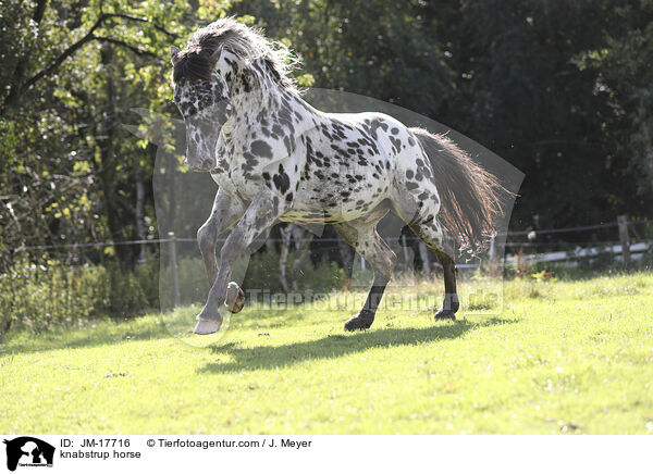 knabstrup horse / JM-17716