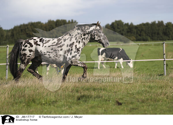 knabstrup horse / JM-17717