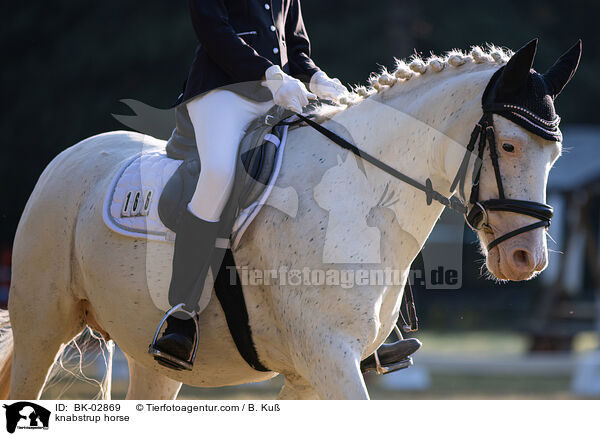knabstrup horse / BK-02869
