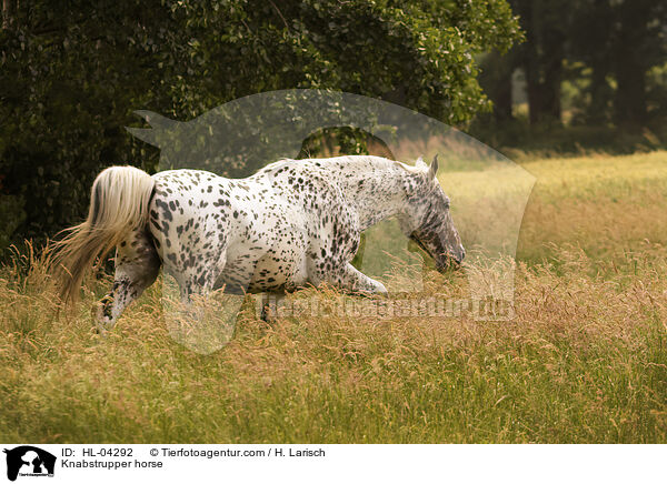 Knabstrupper horse / HL-04292