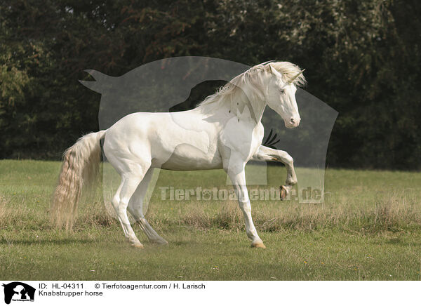 Knabstrupper / Knabstrupper horse / HL-04311