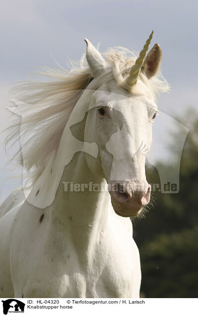 Knabstrupper / Knabstrupper horse / HL-04320
