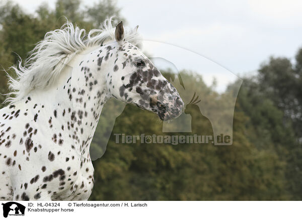Knabstrupper / Knabstrupper horse / HL-04324