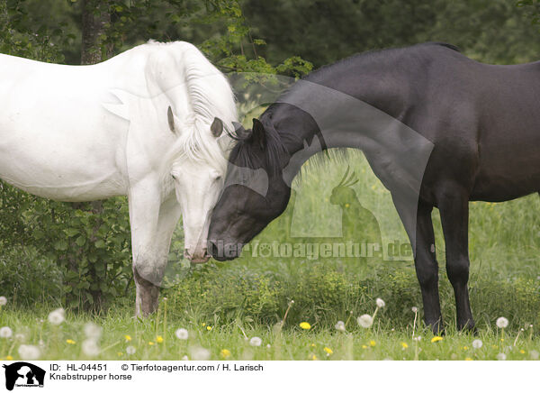 Knabstrupper / Knabstrupper horse / HL-04451