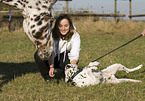 horse and dalmatian