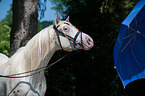 Knabstrup Horse Portrait