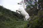 rising Knabstrup Horse
