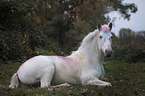 lying Knabstrup Horse