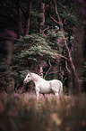 Knabstrup Horse