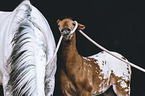 Knabstrup Horse