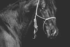 Knabstrup Horse portrait