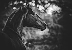 Knabstrup Horse portrait