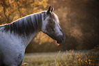 Knabstrup Horse portrait