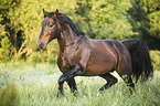 trotting Knabstrup Horse
