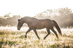 trotting Knabstrup Horse