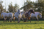knabstrup horses