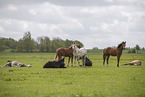 knabstrup foal