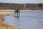 knabstrup horse