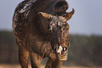 knabstrup horse