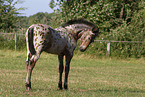 knabstrup horse foal
