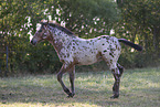 knabstrup horse foal