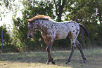 knabstrup horse foal