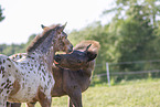 knabstrup horse foals
