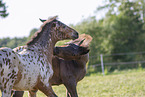 knabstrup horse foals