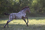knabstrup horse foal