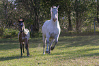 knabstrup horses