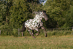 knabstrup horse in summer