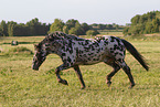 knabstrup horse in summer