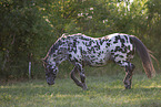 knabstrup horse in summer