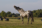 knabstrup horse in summer