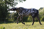 knabstrup horse in summer
