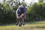 knabstrup horse in summer