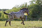 knabstrup horse foal