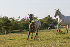 knabstrup horses