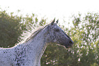 knabstrup horse in summer